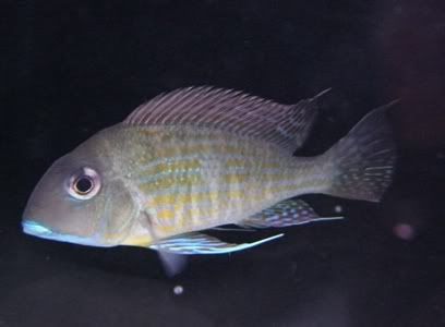 reductiongeosp1.jpg
