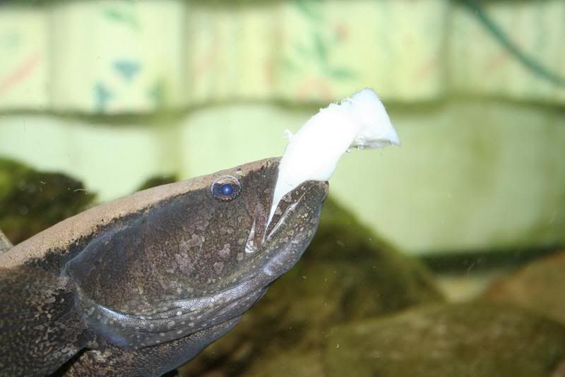 watercoweat6.jpg