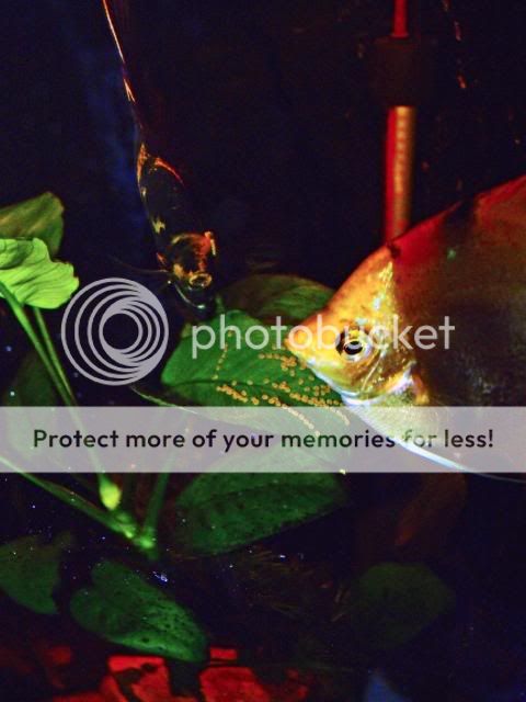 2009_0505nanoreef0015a.jpg