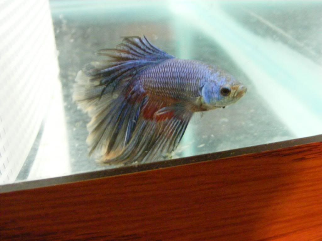 electricblue3.jpg
