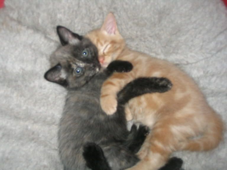 kits276.jpg