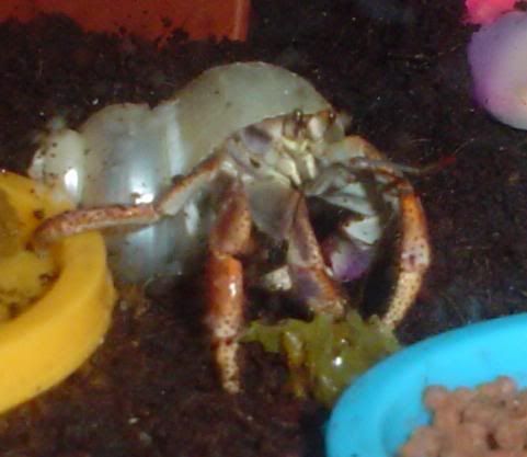 1crab2.jpg