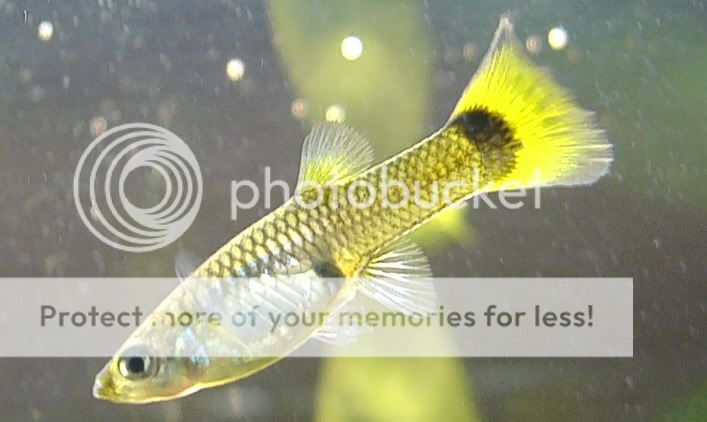 FavGuppy.jpg