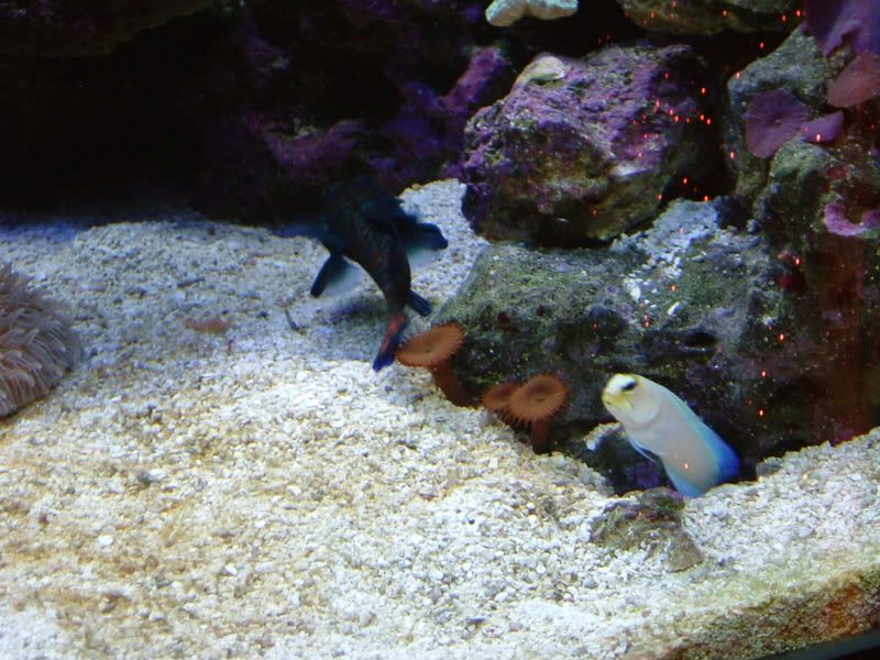 jawfish015.jpg