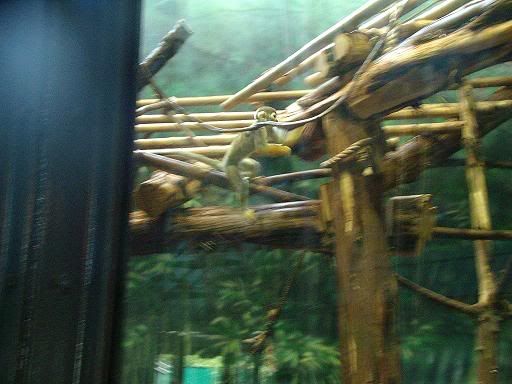 relayzoo034.jpg