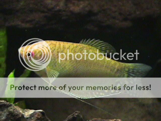 03-11-12_F_Gold_Gourami.jpg
