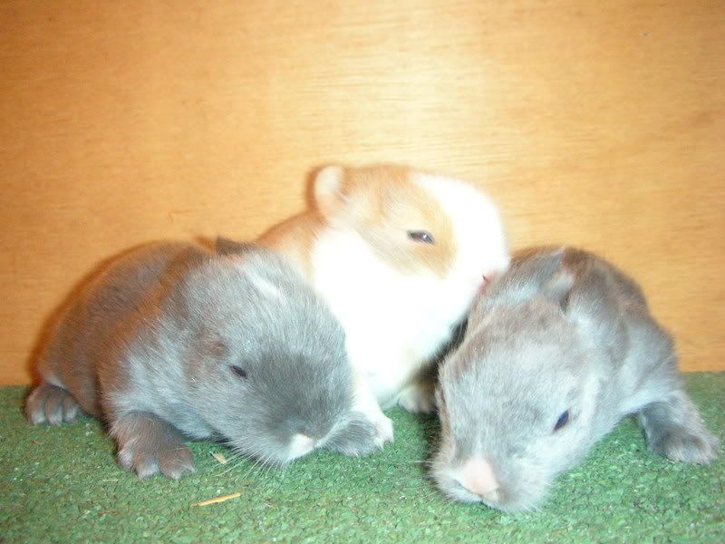 babies07049.jpg