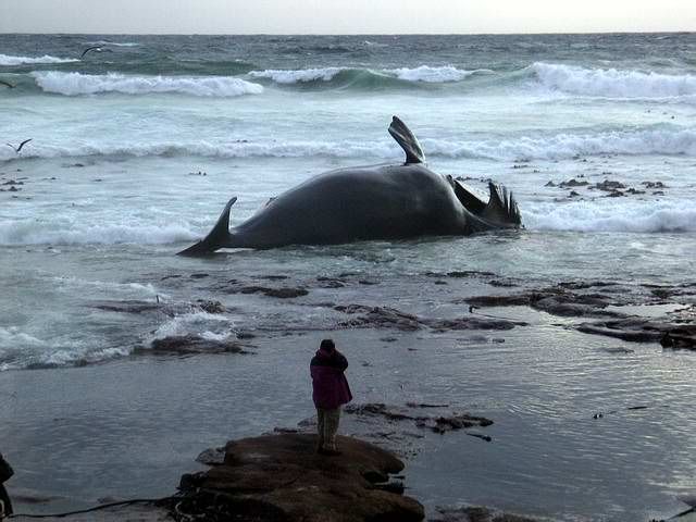 2view_whale_2.jpg