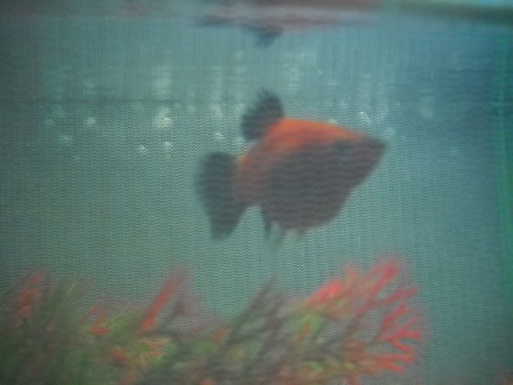Beachandpreggoplaties032.jpg