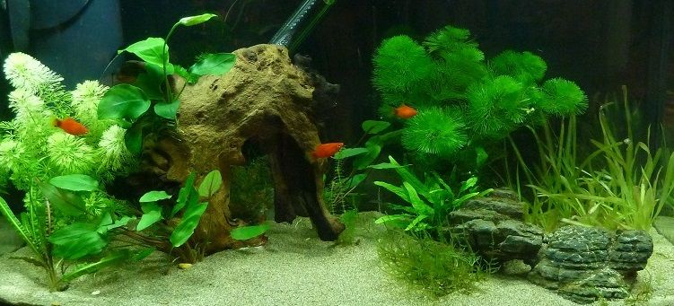 Tank18Apr_zps27dfaf83.jpg