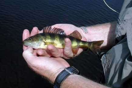 perch.jpg