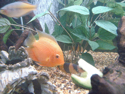 sev2.gif