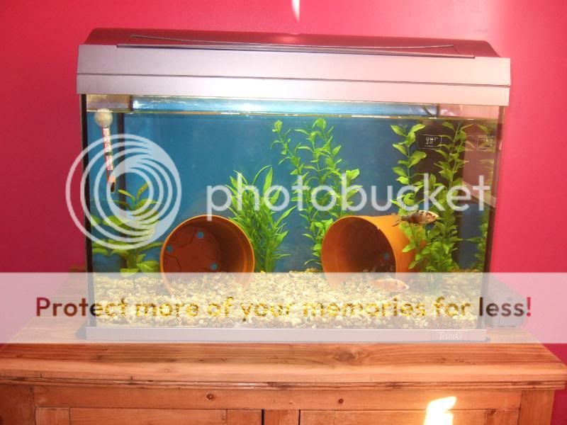 FishUpdatesHaul003.jpg
