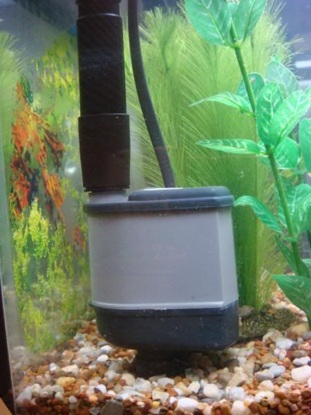 fish004.jpg