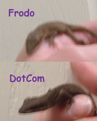 anoles.png