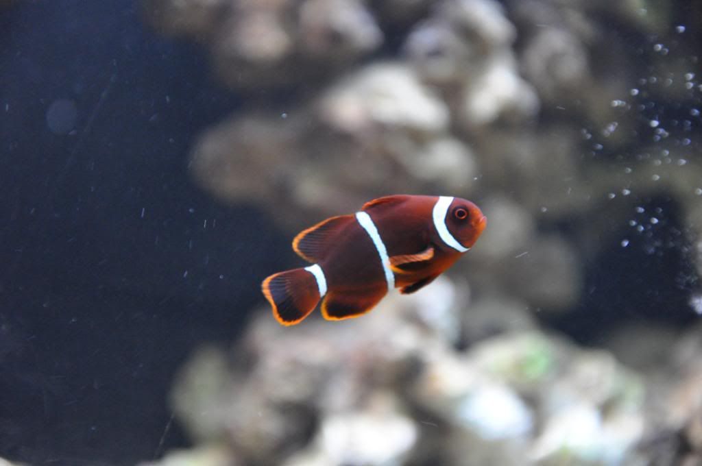 fishpictures049.jpg