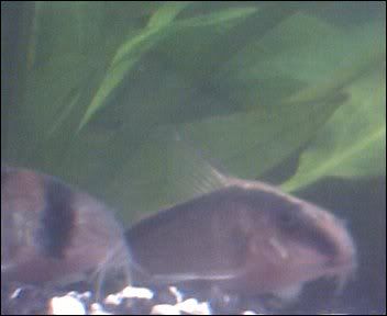 Cam00006-8.jpg