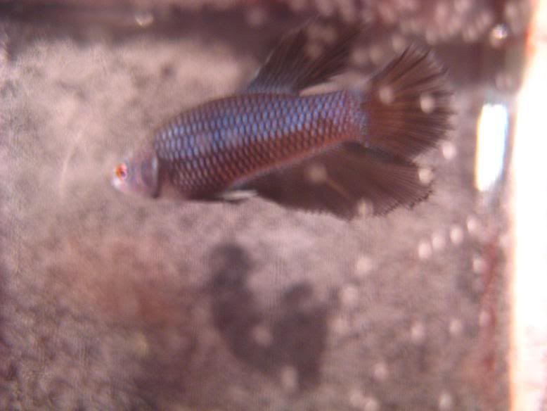 Fish554.jpg