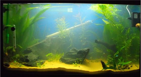 2010_0917shrimps0017.jpg