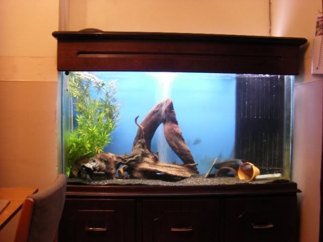 DiningRoomTank2.jpg