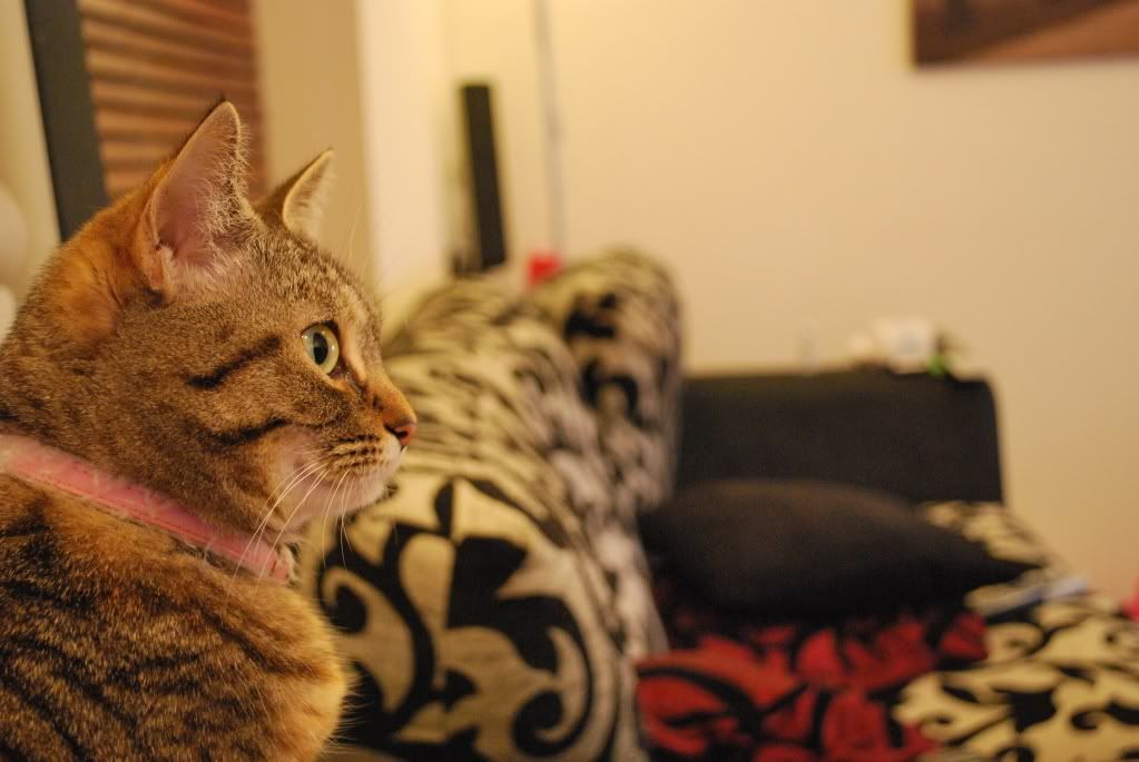 DSC_0422.jpg