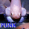 punk.gif