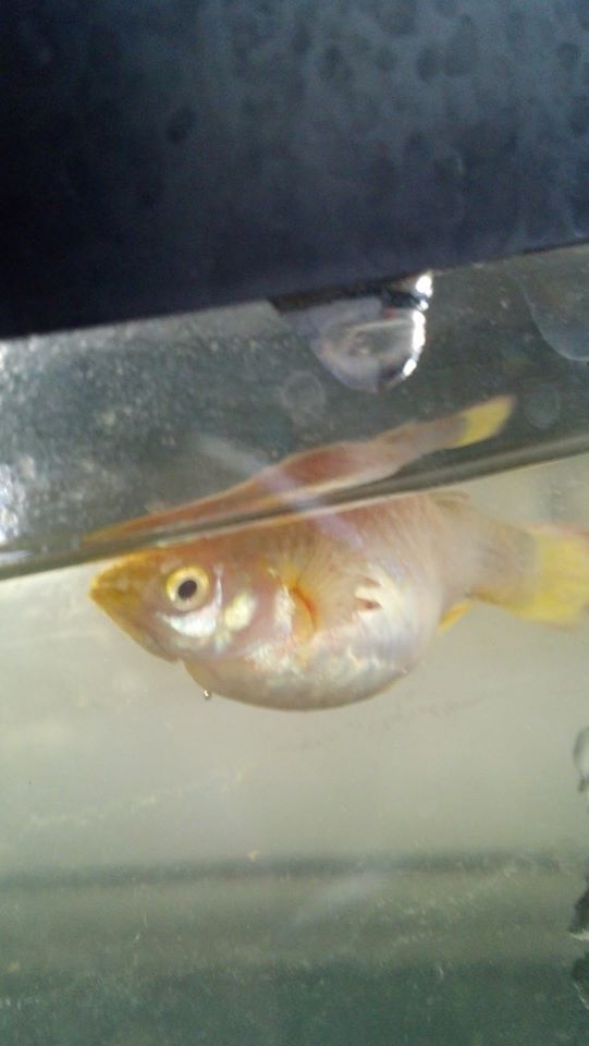 sickguppy2_zps378a3774.jpg