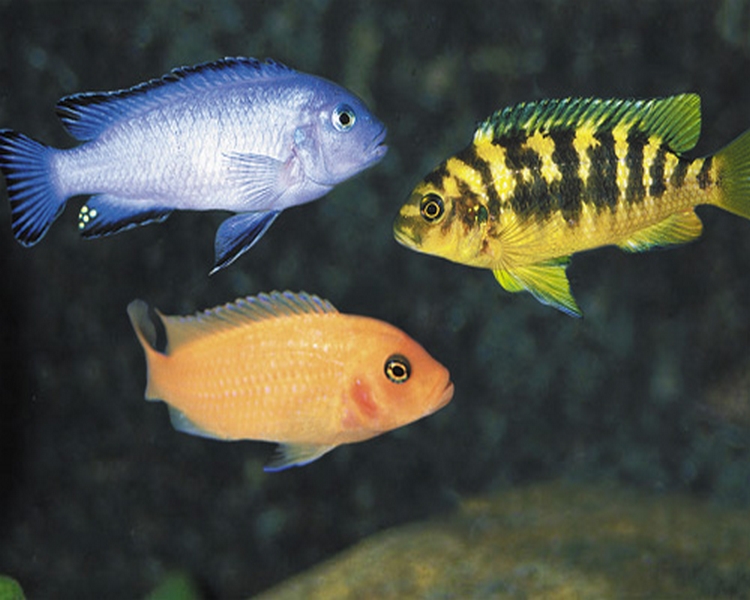 Small%20African%20Cichlid%20Best.jpg