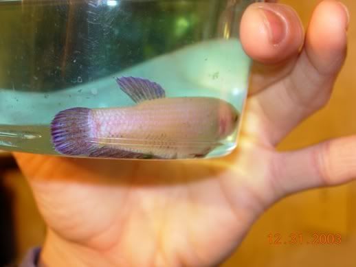 Fish028.jpg
