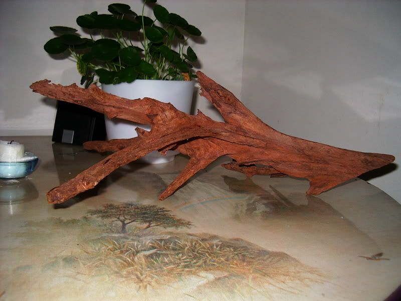 IMGP1275.jpg