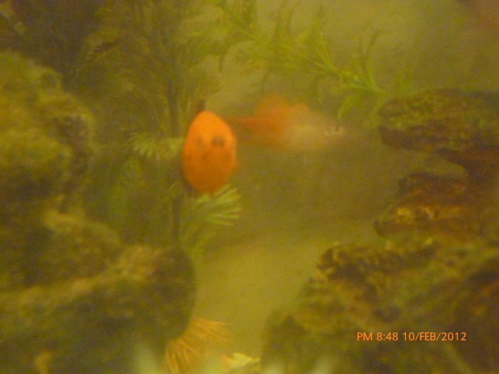 P1000700.jpg