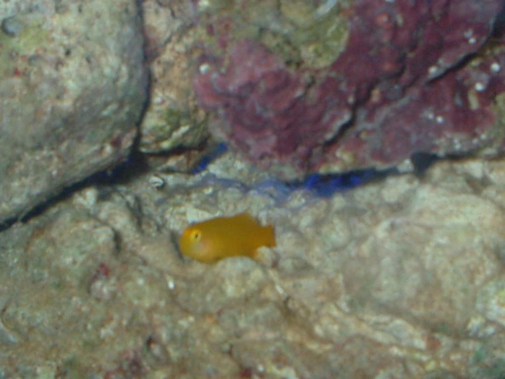 yellowcoralgoby3.jpg