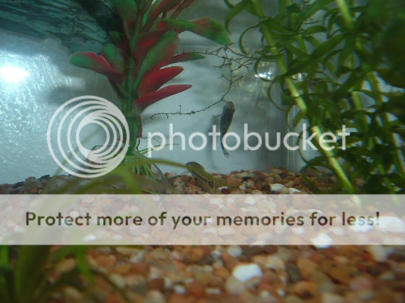 newloach001.jpg