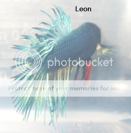 leon5.jpg