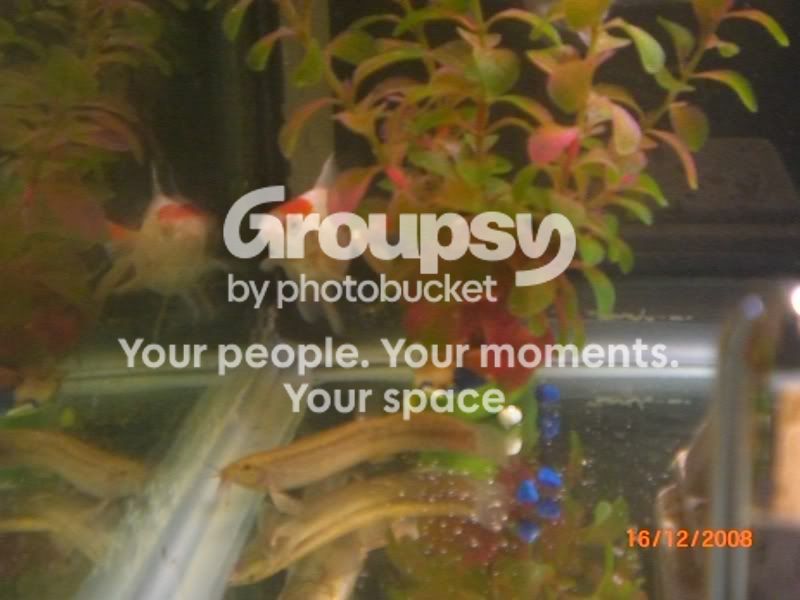 75gallon037.jpg