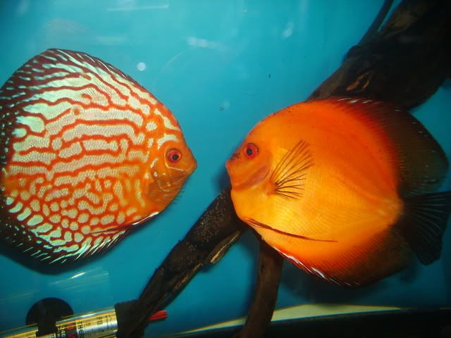 fish1137.jpg