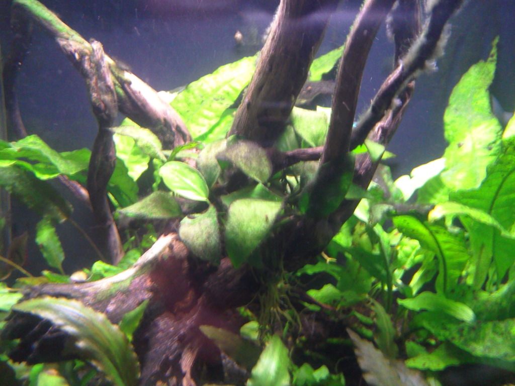 tank5july.jpg