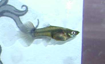 guppy-female.jpg
