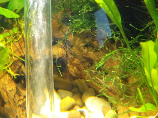 2010_0503fishtank0003.jpg