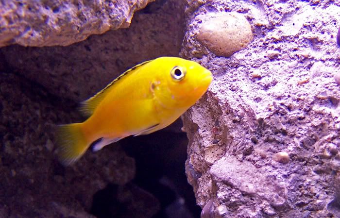 electricyellow.jpg