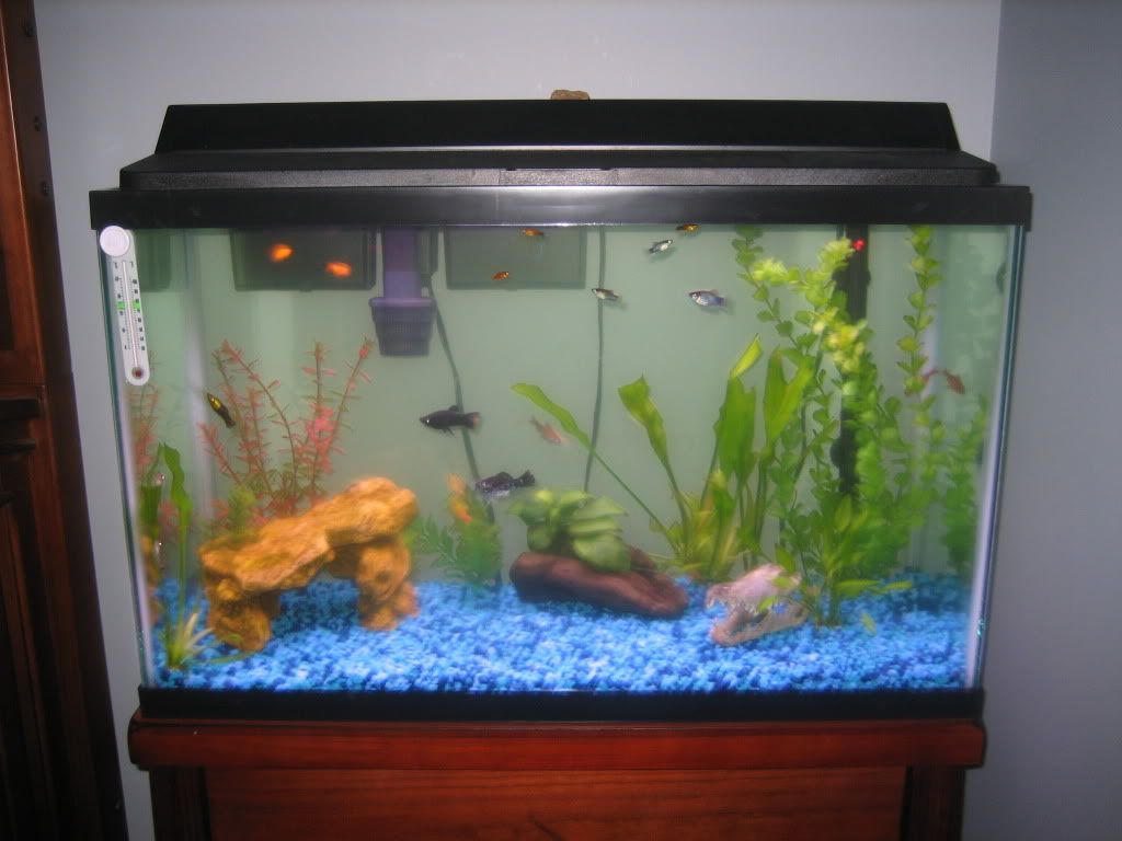 fish019.jpg