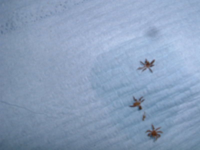 spiders013-1.jpg