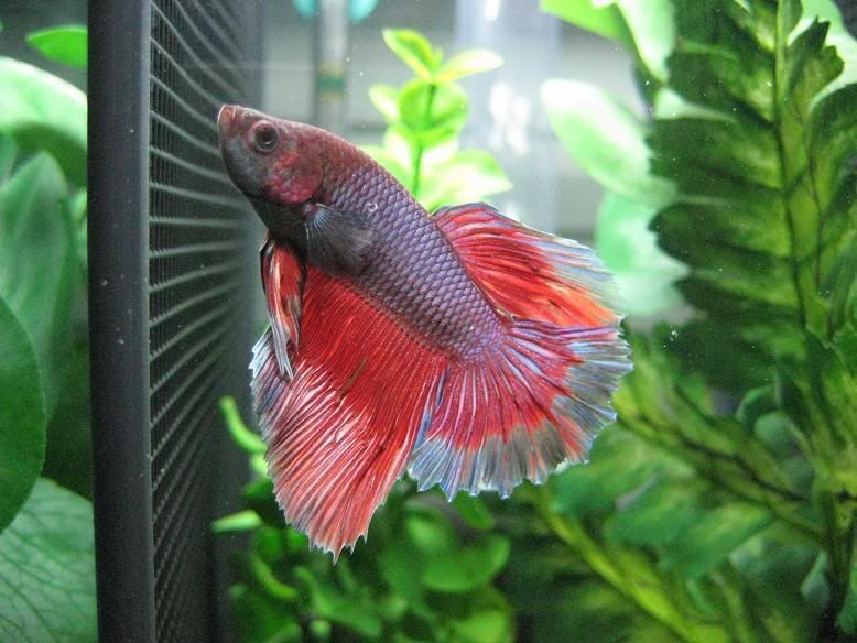 fish977.jpg