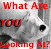 lookingat.gif