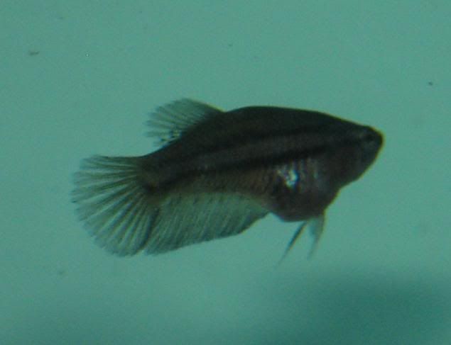 Fish278.jpg