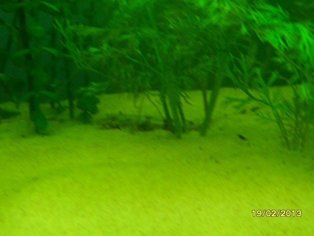 SAM_0661_zps775ba603.jpg