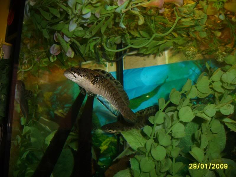 snake056.jpg