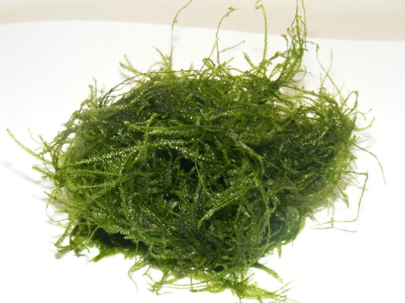 DSCF4512.jpg