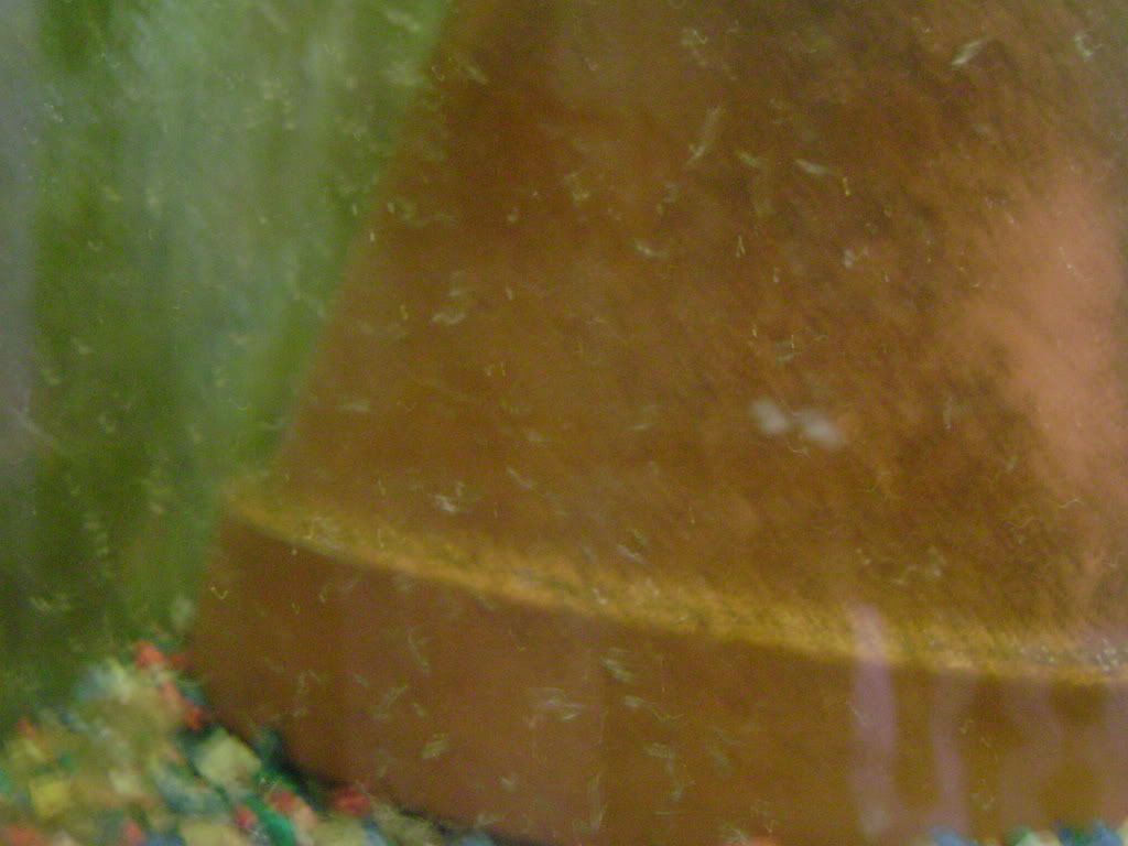 008.jpg