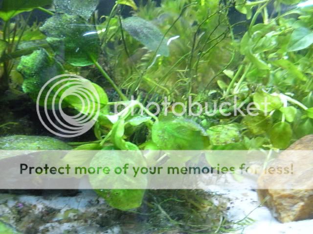 tanks009.jpg